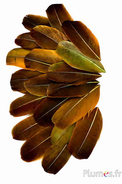 Blütenblätter aus Federn - 6-8 x 3-4 cm - oliv-khaki